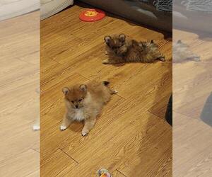 Pomeranian Puppy for sale in CARY, IL, USA