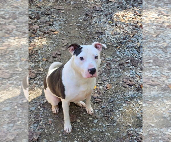 Medium Photo #2 Mutt Puppy For Sale in Thomasville, NC, USA