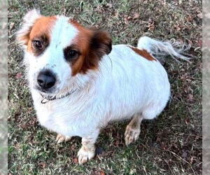 Brittany-Unknown Mix Dogs for adoption in Alexander, AR, USA