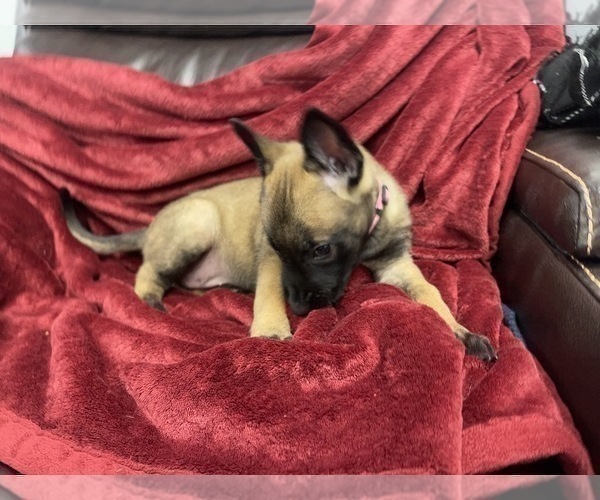 Medium Photo #82 Belgian Malinois Puppy For Sale in REESEVILLE, WI, USA