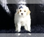 Small Photo #5 Maltipoo (Miniature) Puppy For Sale in WARSAW, IN, USA