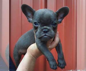 French Bulldog Puppy for sale in COTTAGEVILLE, SC, USA