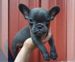 Small Photo #1 French Bulldog Puppy For Sale in COTTAGEVILLE, SC, USA