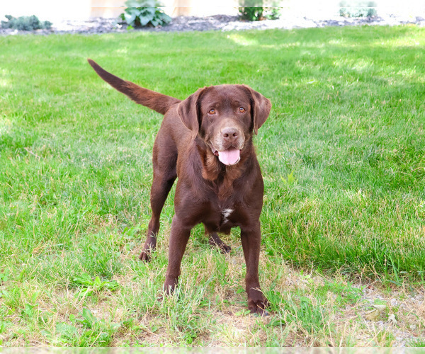 Medium Photo #3 Labrador Retriever Puppy For Sale in SYRACUSE, IN, USA