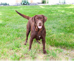 Small #2 Labrador Retriever