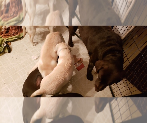 Medium Photo #19 Labrador Retriever Puppy For Sale in ANZA, CA, USA