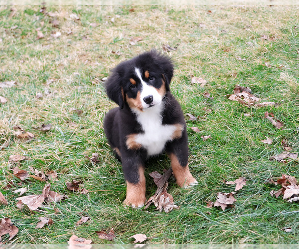 Medium Photo #1 Bernese Mountain Dog Puppy For Sale in SYRACUSE, IN, USA
