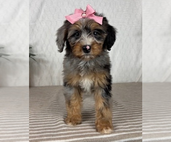 Medium Photo #2 Bernedoodle (Miniature) Puppy For Sale in GREENFIELD, IN, USA