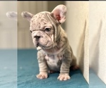 Small Photo #1 French Bulldog Puppy For Sale in STUDIO CITY, CA, USA