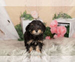 Puppy 1 Poodle (Toy)-Yorkshire Terrier Mix
