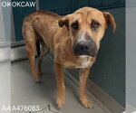 Small Chinese Shar-Pei-German Shepherd Dog Mix