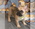 Small Photo #13 French Bulldog Puppy For Sale in MILWAUKEE, WI, USA