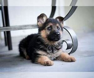 German Shepherd Dog Puppy for sale in KALAMAZOO, MI, USA
