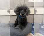 Small Photo #2 Poodle (Miniature)-Unknown Mix Puppy For Sale in Pacolet, SC, USA