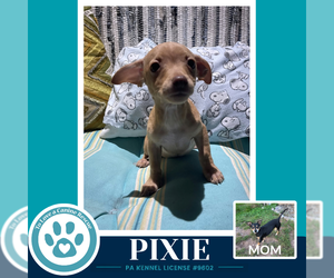 Pixie (Scooters Skittles) 100326 - Female Chiweenie Dog for Adoption - Photo #2