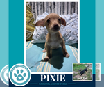 Small Photo #2 Chiweenie Puppy For Sale in Kimberton, PA, USA