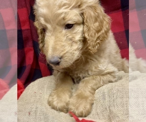 Medium Photo #5 Goldendoodle Puppy For Sale in BARDSTOWN, KY, USA