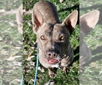 Small Photo #3 Mutt Puppy For Sale in DuQuoin, IL, USA