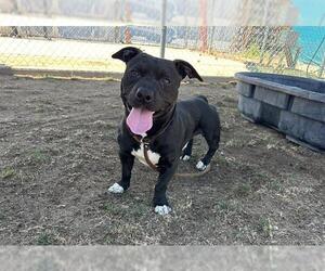 Mutt Dogs for adoption in Bakersfield, CA, USA