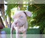 Small Photo #9 American Bully Puppy For Sale in DELTONA, FL, USA