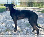 Small #1 American Pit Bull Terrier Mix