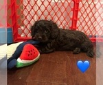 Small #1 Cockapoo