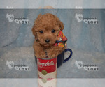 Small Photo #12 Poodle (Toy) Puppy For Sale in SANGER, TX, USA