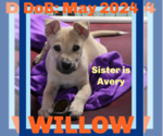 Small #14 Labrador Retriever Mix
