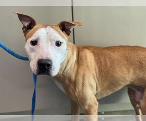 American Staffordshire Terrier-Unknown Mix Dogs for adoption in Tavares, FL, USA