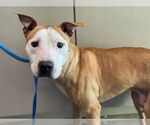 Small American Staffordshire Terrier Mix