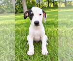 Jack - Male Jack-Rat Terrier Puppy for Sale - Photo #3