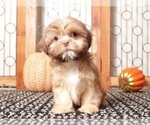 Small Photo #2 Shih Tzu Puppy For Sale in MOUNT VERNON, OH, USA