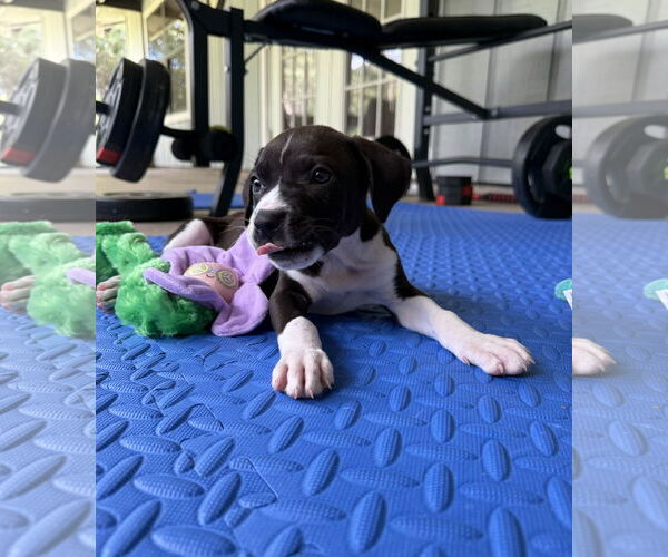 Medium Photo #1 Labrador Retriever-Unknown Mix Puppy For Sale in Royal Palm Beach, FL, USA