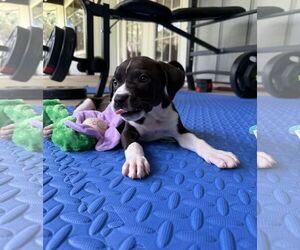 Labrador Retriever-Unknown Mix Dogs for adoption in Royal Palm Beach, FL, USA