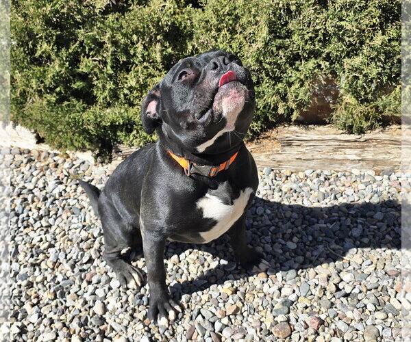 Medium Photo #4 American Staffordshire Terrier-Bulldog Mix Puppy For Sale in Albuquerque, NM, USA