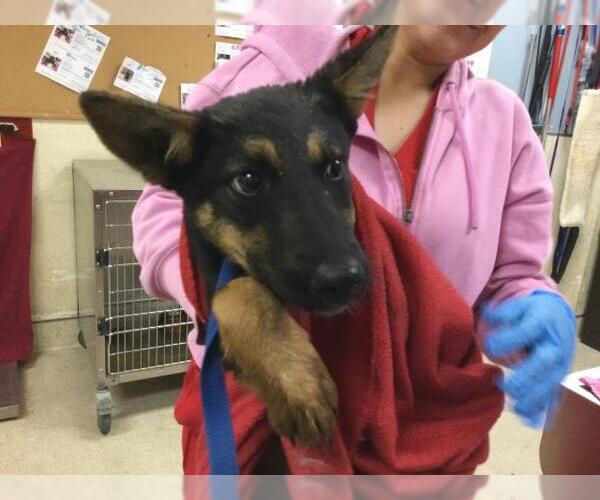 Medium Photo #1 German Shepherd Dog-Unknown Mix Puppy For Sale in Riverside, CA, USA