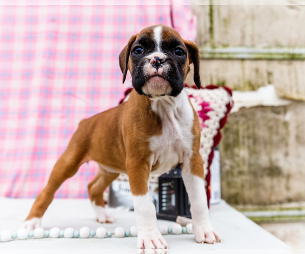 Medium Photo #18 Boxer Puppy For Sale in WAKARUSA, IN, USA