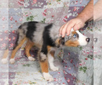 Small #6 Miniature Australian Shepherd
