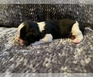 Shih Tzu Puppy for sale in VISALIA, CA, USA