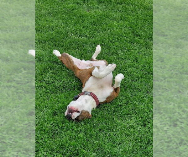 Medium Photo #21 American Pit Bull Terrier-Unknown Mix Puppy For Sale in Germantown, OH, USA