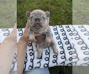 French Bulldog Puppy for sale in SEATTLE, WA, USA