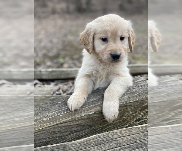 Medium Photo #10 Golden Retriever Puppy For Sale in MORGANTOWN, IN, USA
