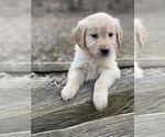 Small Photo #10 Golden Retriever Puppy For Sale in MORGANTOWN, IN, USA