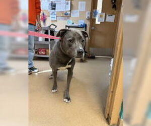 Labrador Retriever-Unknown Mix Dogs for adoption in Royal Palm Beach, FL, USA