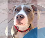 Small #6 American Pit Bull Terrier Mix