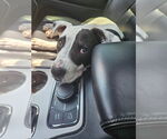Small #25 American Pit Bull Terrier