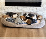 Small #4 Beagle Mix