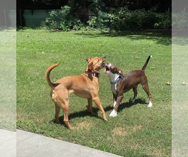 Medium Photo #5 Plott Hound-Staffordshire Bull Terrier Mix Puppy For Sale in Thomasville, NC, USA
