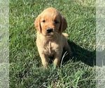 Image preview for Ad Listing. Nickname: Golden