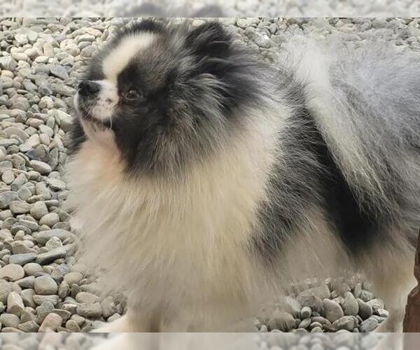 Medium Photo #1 Pomeranian Puppy For Sale in Santa Cruz, CA, USA